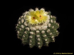 Notocactus (MC) sessiliflorus   